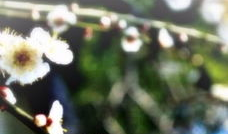 麻豆吖,揭秘网红麻豆的时尚魅力与生活态度